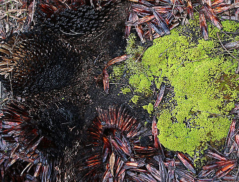 Common hair cap moss - Polytrichum juniperinum Growing in the ash of a grass tree (Genus Xanthorrhoea) burned last year in a bushfire. Australia,Eamw flora,Geotagged,Juniper haircap moss,Polytrichum juniperinum,Winter