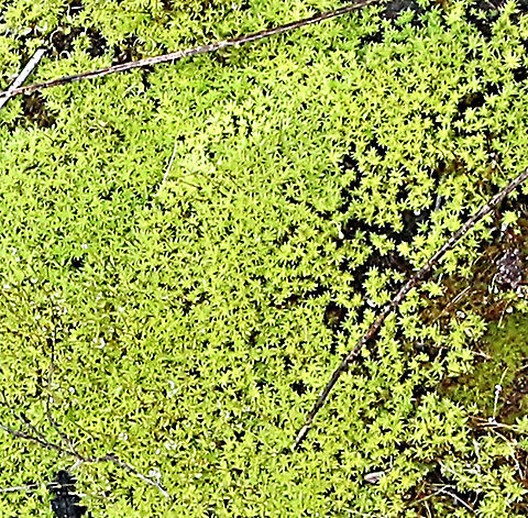 Common hair cap moss -Polytrichum juniperinum Section of the original image extremely enlarged to show more details of the moss. Australia,Eamw flora,Geotagged,Juniper haircap moss,Polytrichum juniperinum,Winter
