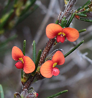 Showy parrot pea - Dillwynia sericea  Australia,Dillwynia sericea,Eamw flora,Eamw native,Geotagged,Winter