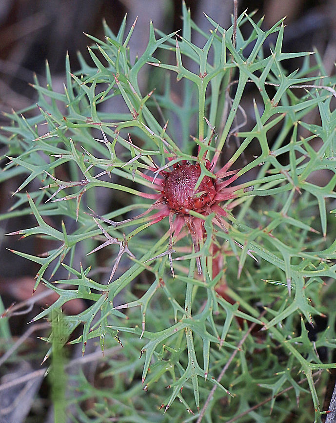 Horny cone- bush - Isopogon ceratophyllus Getting ready to flower. Australia,Eamw flora,Geotagged,Horny cone-bush,Isopogon ceratophyllus,Winter