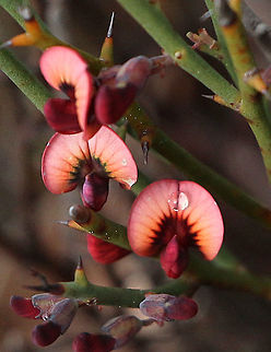 Leafless Bitter-pea - Daviesia previfolia  Australia,Daviesia brevifolia,Daviesia previfolia,Eamw flora,Eamw native pea,Geotagged,Winter