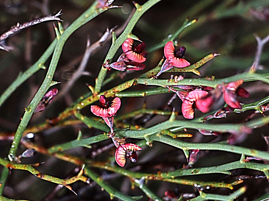 Leafless Bitter-pea - Daviesia previfolia Showing the leafless plant with flowers. Australia,Daviesia brevifolia,Daviesia previfolia,Eamw flora,Eamw native pea,Geotagged,Winter