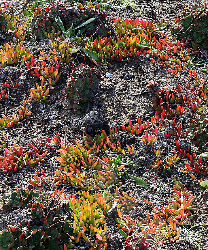 Round- leaved pigface - Disphyma crassifolium Very common,growing along the Granit coastal cliffs. Australia,Disphyma,Disphyma crassifolium,Eamw flora,Geotagged,Winter