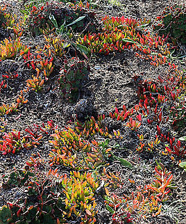 Round- leaved pigface - Disphyma crassifolium Very common,growing along the Granit coastal cliffs. Australia,Disphyma,Disphyma crassifolium,Eamw flora,Geotagged,Winter