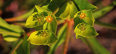 Flowers of Geraldton carnation spurge Euphorbia terracina  Australia,Eamw flora,Euphorbia terracina,Geotagged,Winter