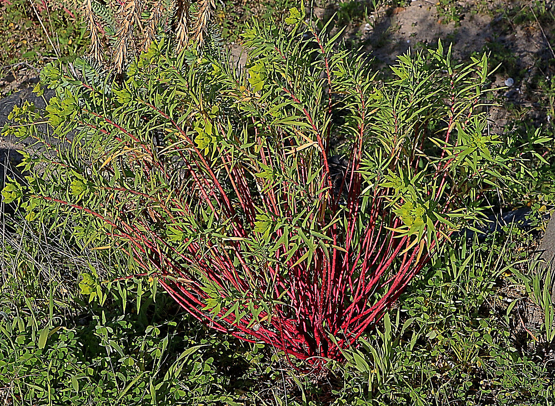 Geraldton carnation spurge - Euphorbia terracina  Australia,Eamw flora,Euphorbia terracina,Geotagged,Winter
