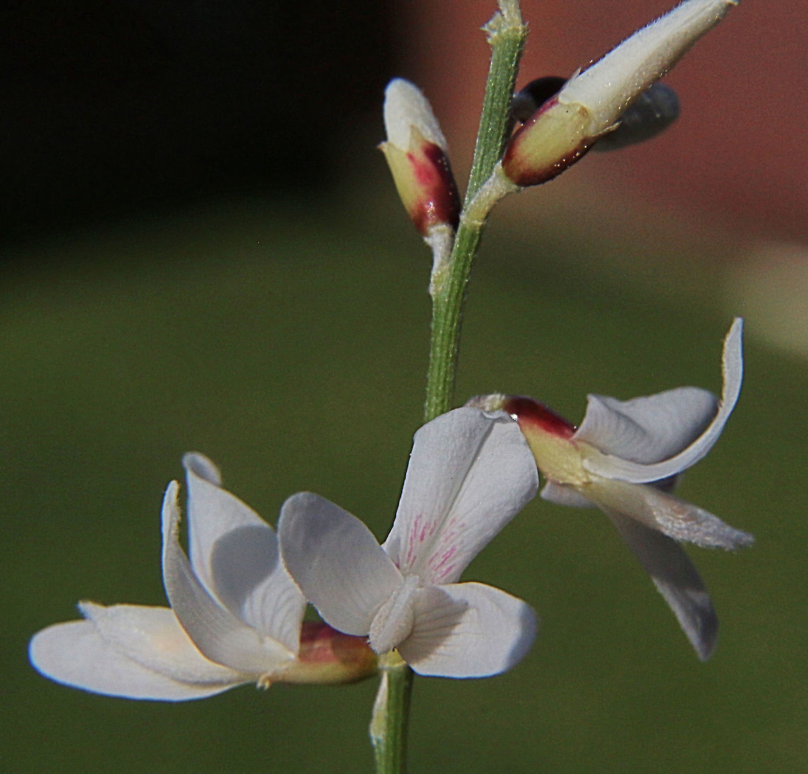 White weeping broom  - Retama raetam Details of flower. Australia,Eamw flora,Geotagged,Retama raetam,Winter