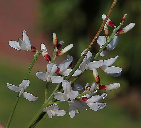 White weeping broom - Retama raetam  Australia,Eamw flora,Geotagged,Retama raetam,Winter