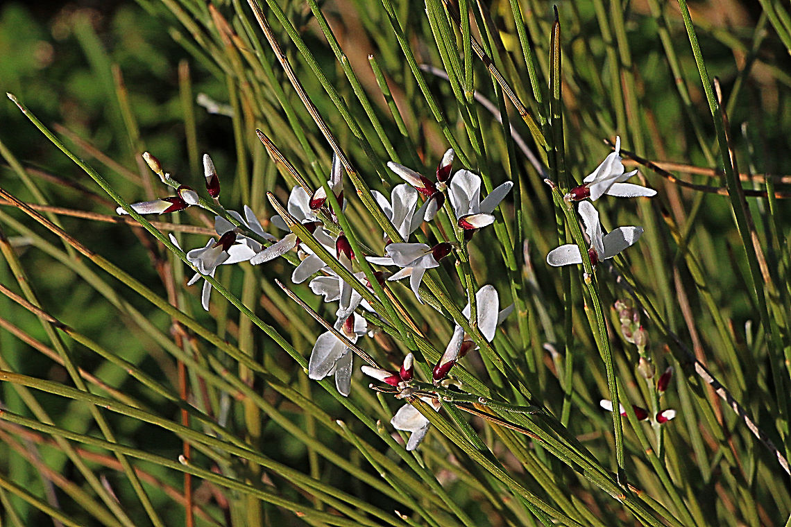 White weeping broom - Retama raetam Introduced to Australia from Northern Africa and Western Sahara ,Sicily and the Middle East. Australia,Eamw flora,Geotagged,Retama raetam,Winter