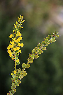 Gold dust wattle - Acacia acinacea Branchlet to show leaf arrangement of this species. Acacia acinacea,Australia,Eamw flora,Geotagged,Gold dust wattle,Winter