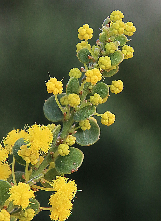 Gold dust wattle - Acacia acinacea  Acacia acinacea,Australia,Eamw flora,Geotagged,Gold dust wattle,Winter