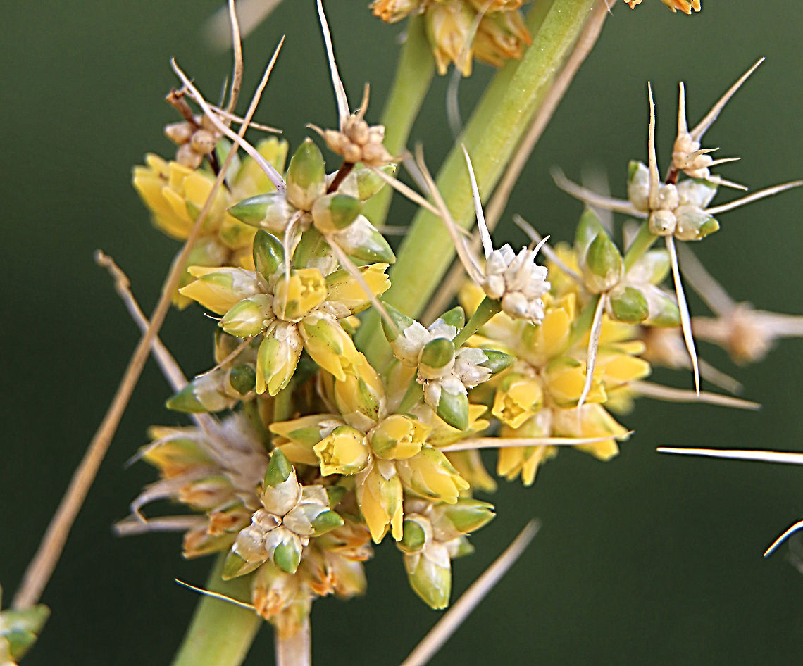 Spiny-Head mat rush - Lomandra longifolia Details of flowers. Australia,Eamw flora,Geotagged,Lomandra longifolia,Spiny-head Mat-Rush,Winter