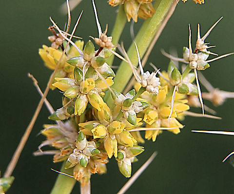 Spiny-Head mat rush - Lomandra longifolia Details of flowers. Australia,Eamw flora,Geotagged,Lomandra longifolia,Spiny-head Mat-Rush,Winter