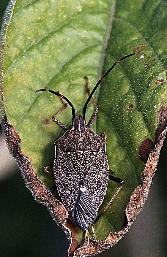 Gum tree shield bug - Poecilometis strigatus  Australia,Eamw shield bugs,Geotagged,Winter