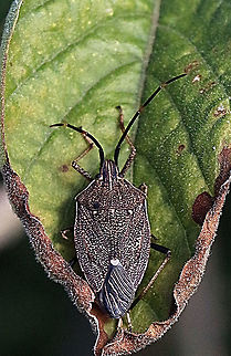 Gum tree shield bug - Poecilometis strigatus  Australia,Eamw shield bugs,Geotagged,Winter