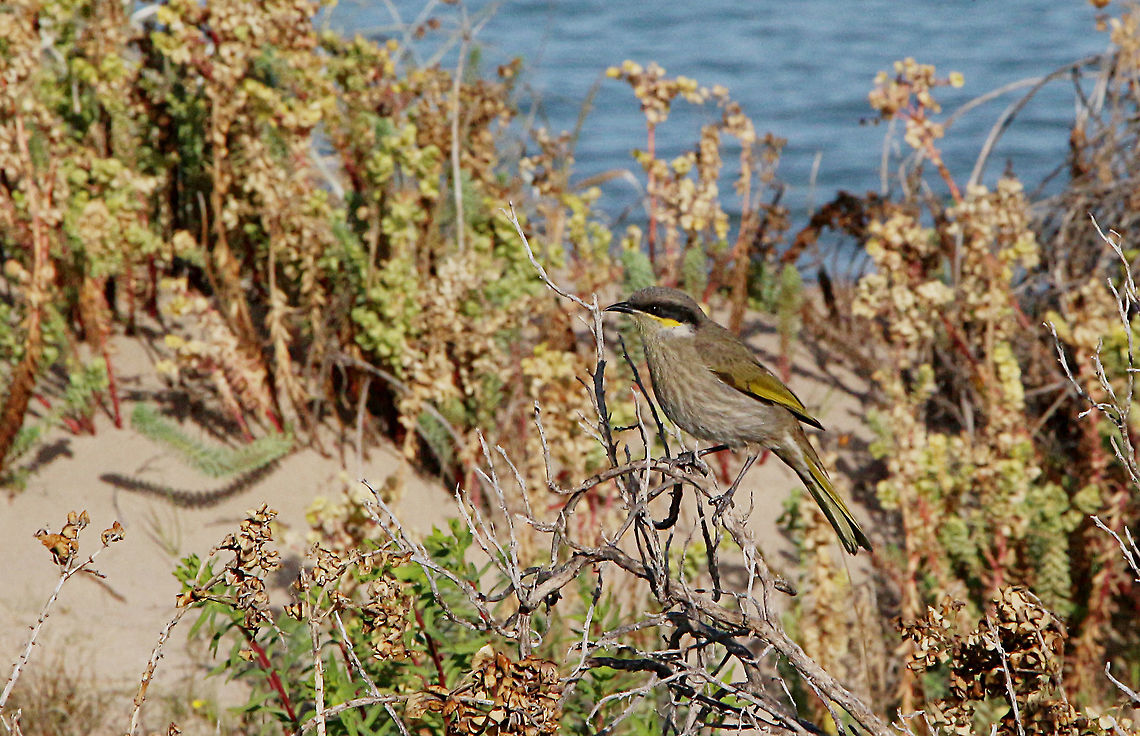 Singing Honeyeater - Lichenostomus virescens In it&rsquo;s beach habitat  Australia,Eamw birds,Eamw honeyeaters,Geotagged,Lichenostomus virescens,Singing Honeyeater,Winter