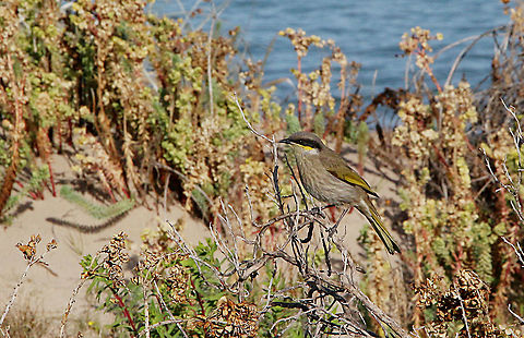 Singing Honeyeater - Lichenostomus virescens In it’s beach habitat  Australia,Eamw birds,Eamw honeyeaters,Geotagged,Lichenostomus virescens,Singing Honeyeater,Winter