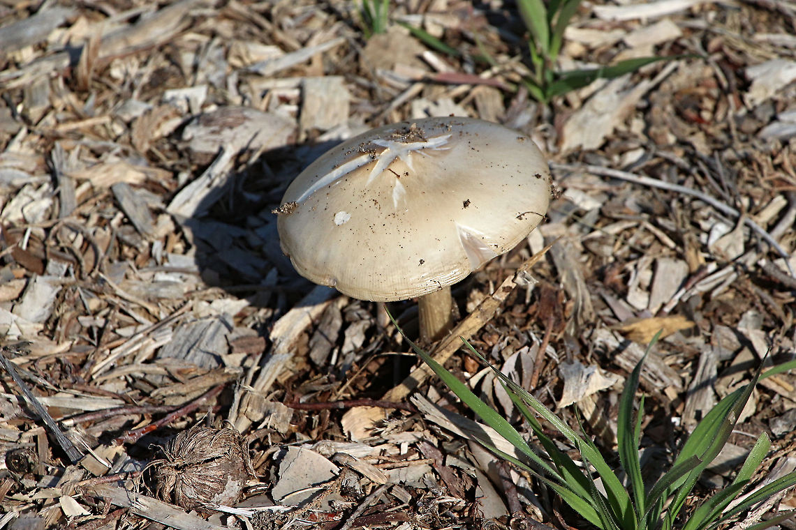 Poison pie fungi - Hebeloma crustuliniforme Not sure of correct identification. Australia,Eamw fungi,Geotagged,Hebeloma crustuliniforme,Poison pie,Winter