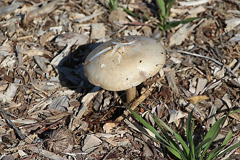 Poison pie fungi - Hebeloma crustuliniforme Not sure of correct identification. Australia,Eamw fungi,Geotagged,Hebeloma crustuliniforme,Poison pie,Winter