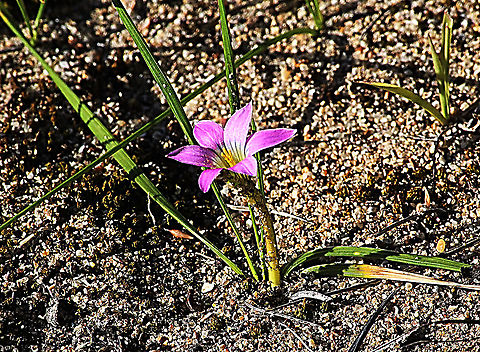 Onion grass - Romulea rosea Introduced to Australia from South Afrika as an ornamental garden plant. It has now spread Over many parts of Australia Australia,Eamw flora,Geotagged,Onion Grass,Romulea rosea,Spring