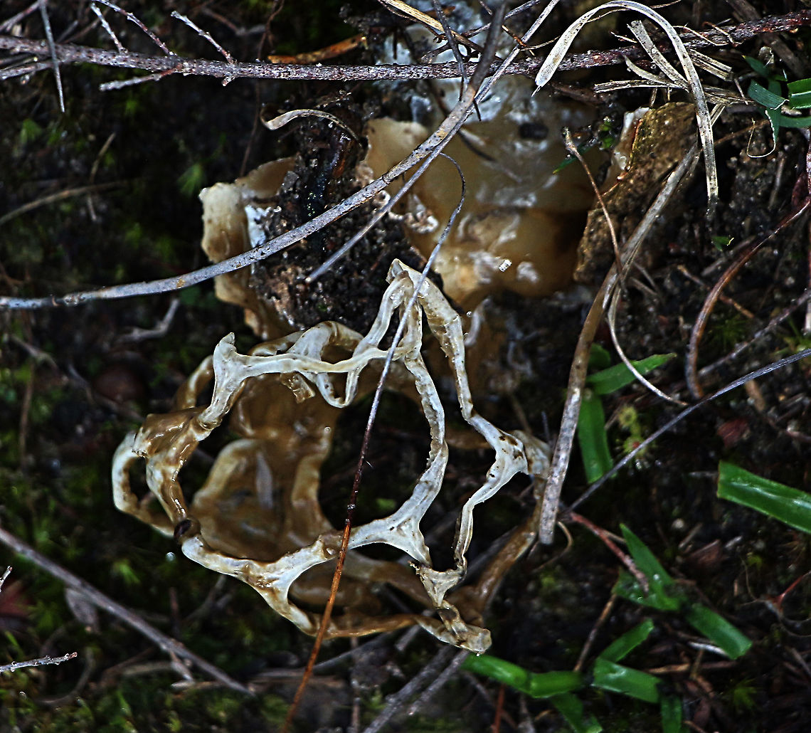 Smooth cage fungi - Ileodictyon gracile Well and truely past it&rsquo;s best time. I alwise looking to find one all in one piece. So this one purely for sentimental reasons. Australia,Eamw,Geotagged,Ileodictyon gracile,Winter