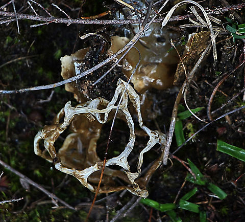 Smooth cage fungi - Ileodictyon gracile Well and truely past it’s best time. I alwise looking to find one all in one piece. So this one purely for sentimental reasons. Australia,Eamw,Geotagged,Ileodictyon gracile,Winter