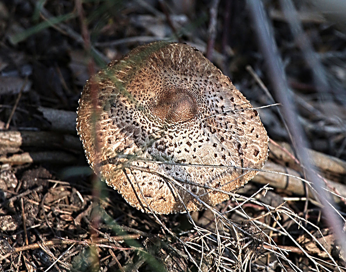 Freckled dapperling - Echinoderma asperum Not to sure of ID . Looked also at genus agaricus and Agaricus moelleri looks a possibility ,but still not sure. Agaricus moelleri,Australia,Eamw fungi,Echinoderma asperum,Geotagged,Winter