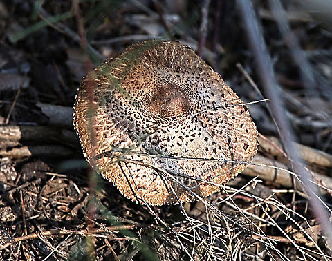 Freckled dapperling - Echinoderma asperum Not to sure of ID . Looked also at genus agaricus and Agaricus moelleri looks a possibility ,but still not sure. Agaricus moelleri,Australia,Eamw fungi,Echinoderma asperum,Geotagged,Winter