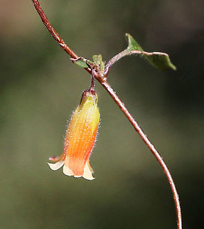 Orange bell creeper - Billardiera bignoniacea Found several vines ,but only one flower per vine.  Australia,Eamw flora,Geotagged,Marianthus bignoniaceus,Orange Bell-Climber,Winter