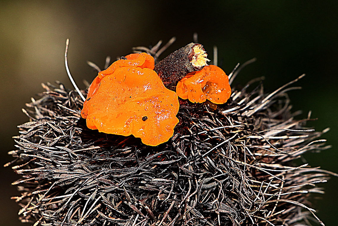 Orange jelly fungus - Dacrymyces palmatus Growing on an old banksia flower cone. Australia,Dacrymyces chrysospermus,Eamw fungi,Geotagged,Winter
