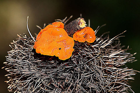 Orange jelly fungus - Dacrymyces palmatus Growing on an old banksia flower cone. Australia,Dacrymyces chrysospermus,Eamw fungi,Geotagged,Winter