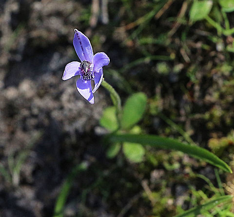 Blue bearded orchid - Pheladenia deformis  Australia,Blue fairy orchid,Eamw flora,Eamw orchids,Mount Billy Conservation Park,Orchids August,Pheladenia deformis,Winter