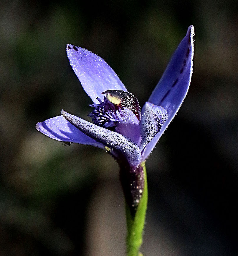 Blue bearded orchid - Pheladenia deformis  Australia,Blue fairy orchid,Eamw,Geotagged,Pheladenia deformis,Winter