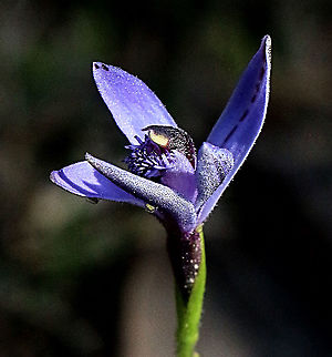 Blue bearded orchid - Pheladenia deformis  Australia,Blue fairy orchid,Eamw,Geotagged,Pheladenia deformis,Winter