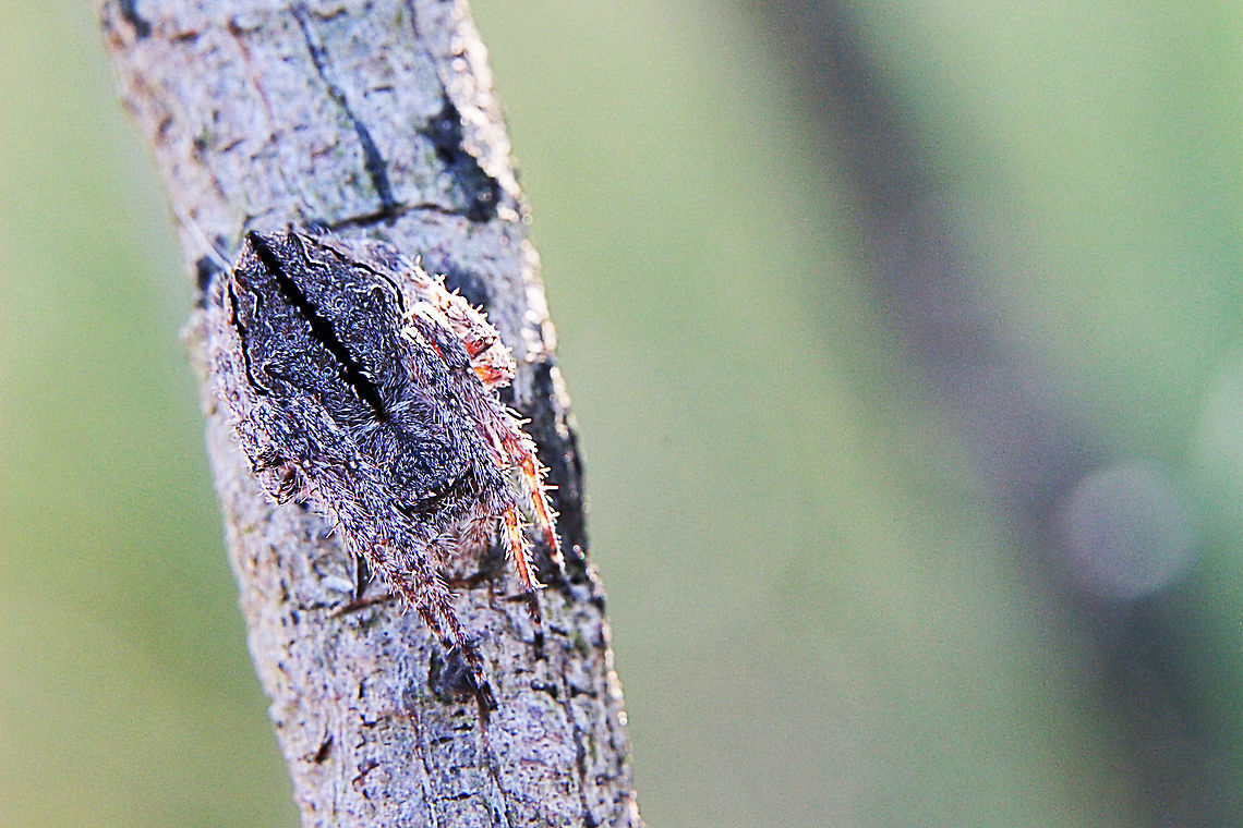 Knobbly crab spider - Stephanopis cambridgei  Australia,Cambridge's Crab Spider,Eamw spiders,Geotagged,Stephanopis cambridgei,Winter