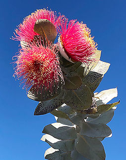 Eucalyptus macrocarpa A very showy mallee gum tree . It is endemic to west Australia ,but used as a ornamental tree in the other Australian states. Australia,Eamw,Eucalyptus macrocarpa,Geotagged,Mottlecah,Winter