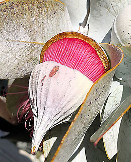 Eucalyptus macrocarpa Flower cone opening up to expose the flower. Australia,Eamw,Eucalyptus macrocarpa,Geotagged,Mottlecah,Winter