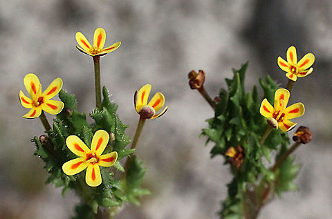 Spreading night phlox - Zaluzianskya divaricata A beautiful little plant , growing in very sandy soil. Australia,Eamw,Geotagged,Spring,Zaluzianskya divaricata