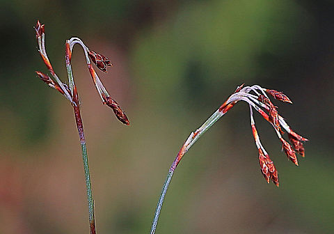 Tassel rope-rush - Hypolaena fastigiata  Australia,Eamw,Geotagged,Hypolaena fastigiata,Winter