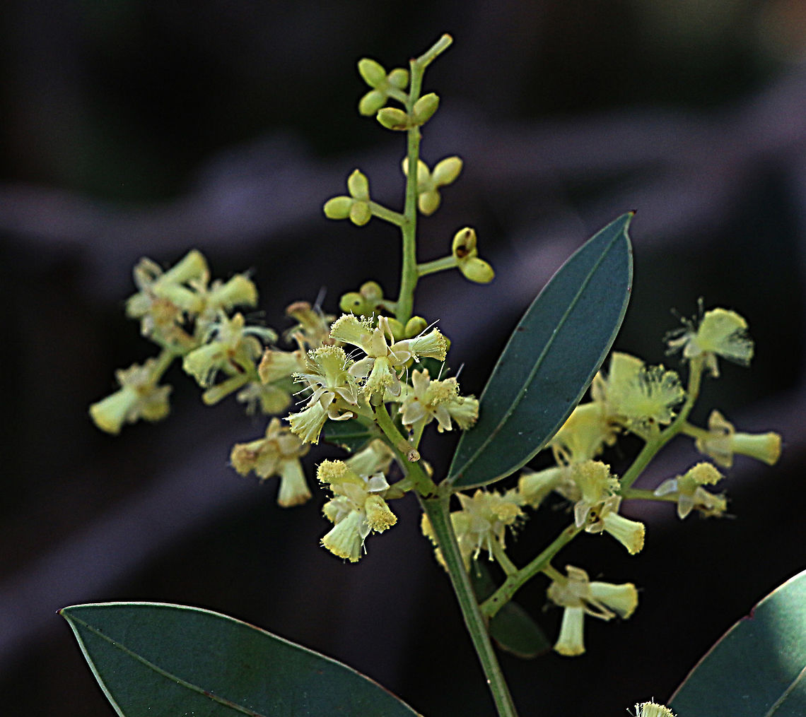 Myrtle wattle - Acacia myrtifolia  Acacia myrtifolia,Australia,Eamw,Geotagged,Myrtle wattle,Winter