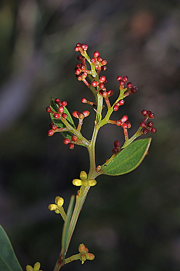 Myrtle wattle - Acacia myrtifolia Flower buds almost ready to open Acacia myrtifolia,Australia,Eamw flora,Geotagged,Myrtle wattle,Winter
