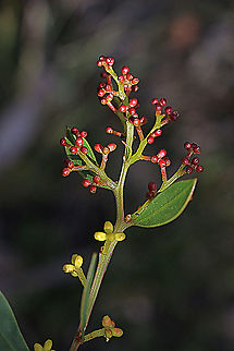 Myrtle wattle - Acacia myrtifolia Flower buds almost ready to open Acacia myrtifolia,Australia,Eamw flora,Geotagged,Myrtle wattle,Winter