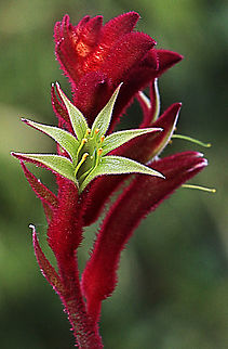 Red kangaroo paw - Anigozanthos rufus Many of the kangaroo paw plants are hubredized and they are a favourite plant for ornamental plantings. Anigozanthos rufus,Australia,Eamw,Geotagged,Winter