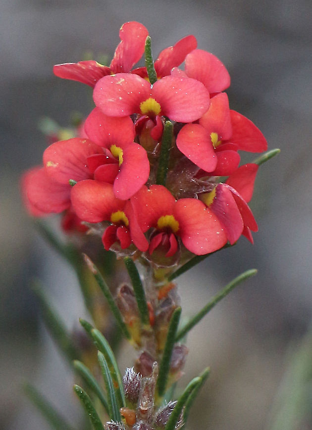 Showy parrot pea - Dillwynia sericea  Australia,Dillwynia hispida,Dillwynia sericea,Eamw,Geotagged,Red Parrot-Pea,Winter