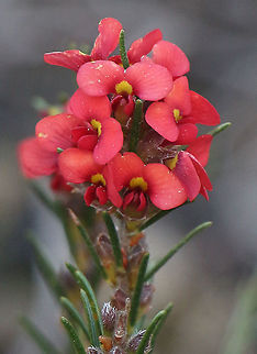 Showy parrot pea - Dillwynia sericea  Australia,Dillwynia hispida,Dillwynia sericea,Eamw,Geotagged,Red Parrot-Pea,Winter