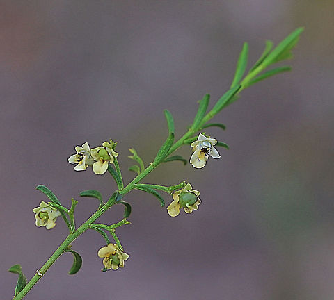 Scrub violet - Hybanthus floribundas  Australia,Eamw,Geotagged,Hybanthus floribundas,Shrub Violet,Winter