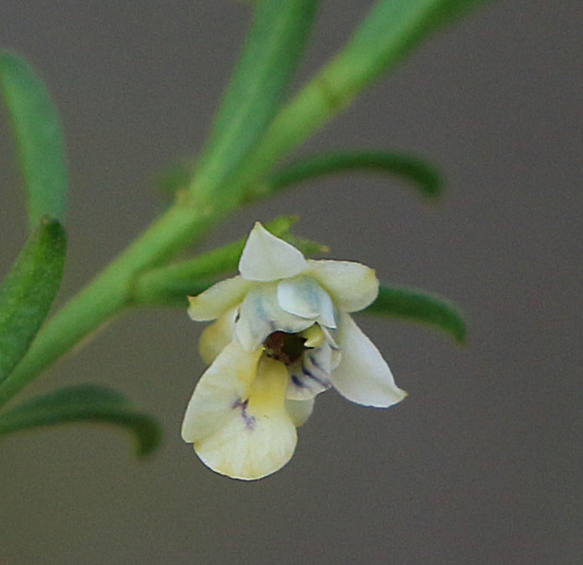 Scrub violet - Hybanthus floribundas Enlargement of flower.  Australia,Eamw,Geotagged,Hybanthus floribundas,Shrub Violet,Winter