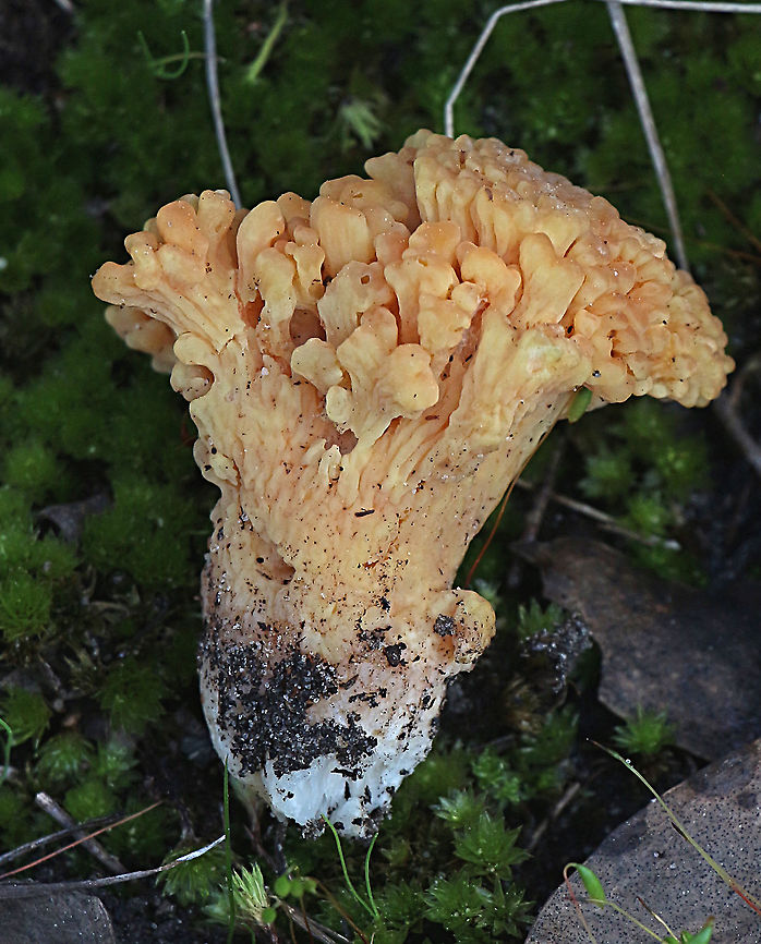 Ramaria capitata  Australia,Eamw,Geotagged,Ramaria capitata,Winter
