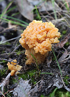 Ramaria capitata  Australia,Eamw,Geotagged,Ramaria capitata,Winter