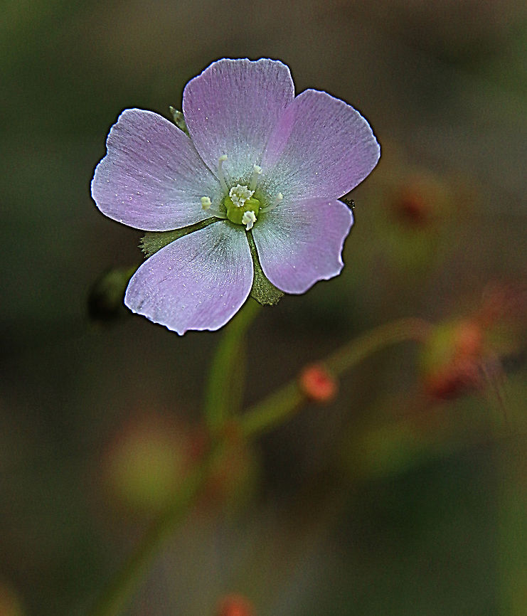 Shield sundew - Drosera peltata  Australia,Drosera peltata,Eamw flora,Geotagged,Shield sundew,Winter